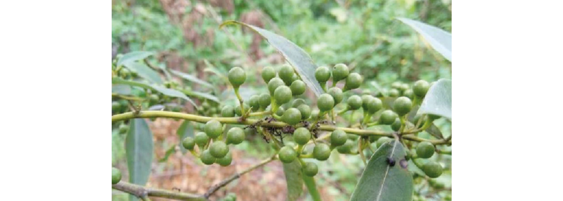 Why May Chang is Perfect for May: My Personal Favorite Essential Oil