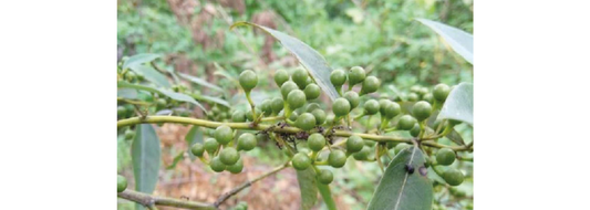 Why May Chang is Perfect for May: My Personal Favorite Essential Oil