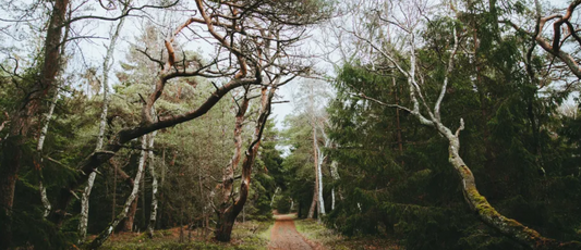 Forest Retreat: Memories of Kikhavnen and Denmark’s Ancient Forests